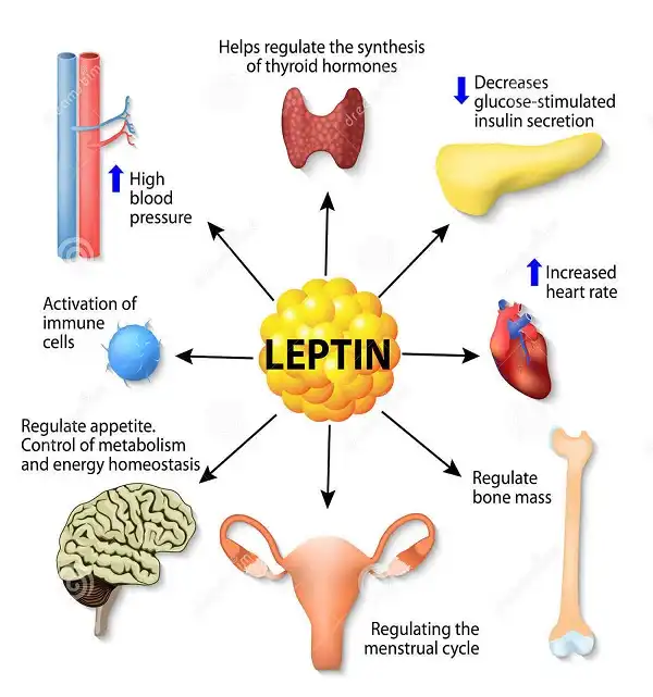 Chức năng của Leptin Hormone đối với cơ thể